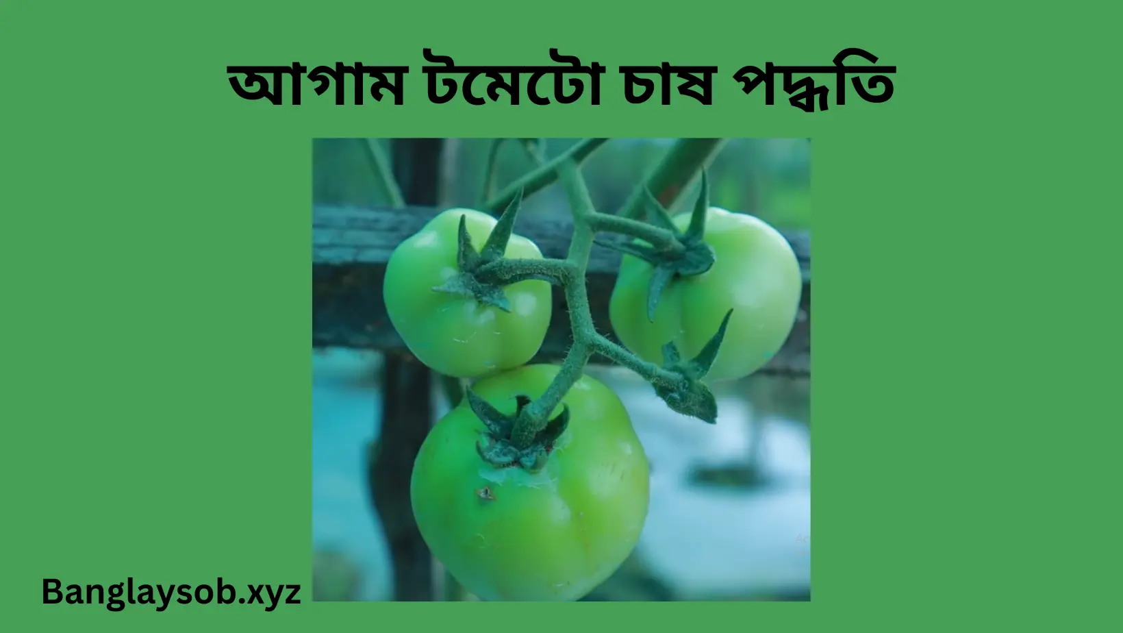 আগাম টমেটো চাষ পদ্ধতি