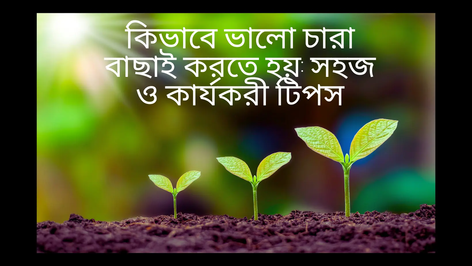 কিভাবে ভালো চারা বাছাই করতে হয়