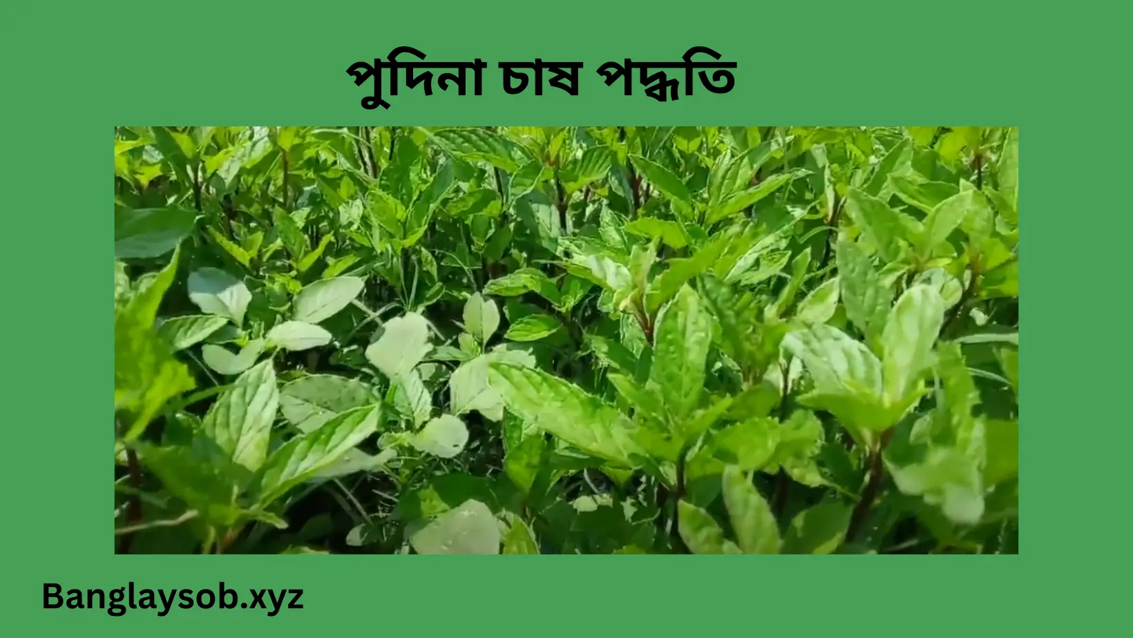 পুদিনা চাষ পদ্ধতি