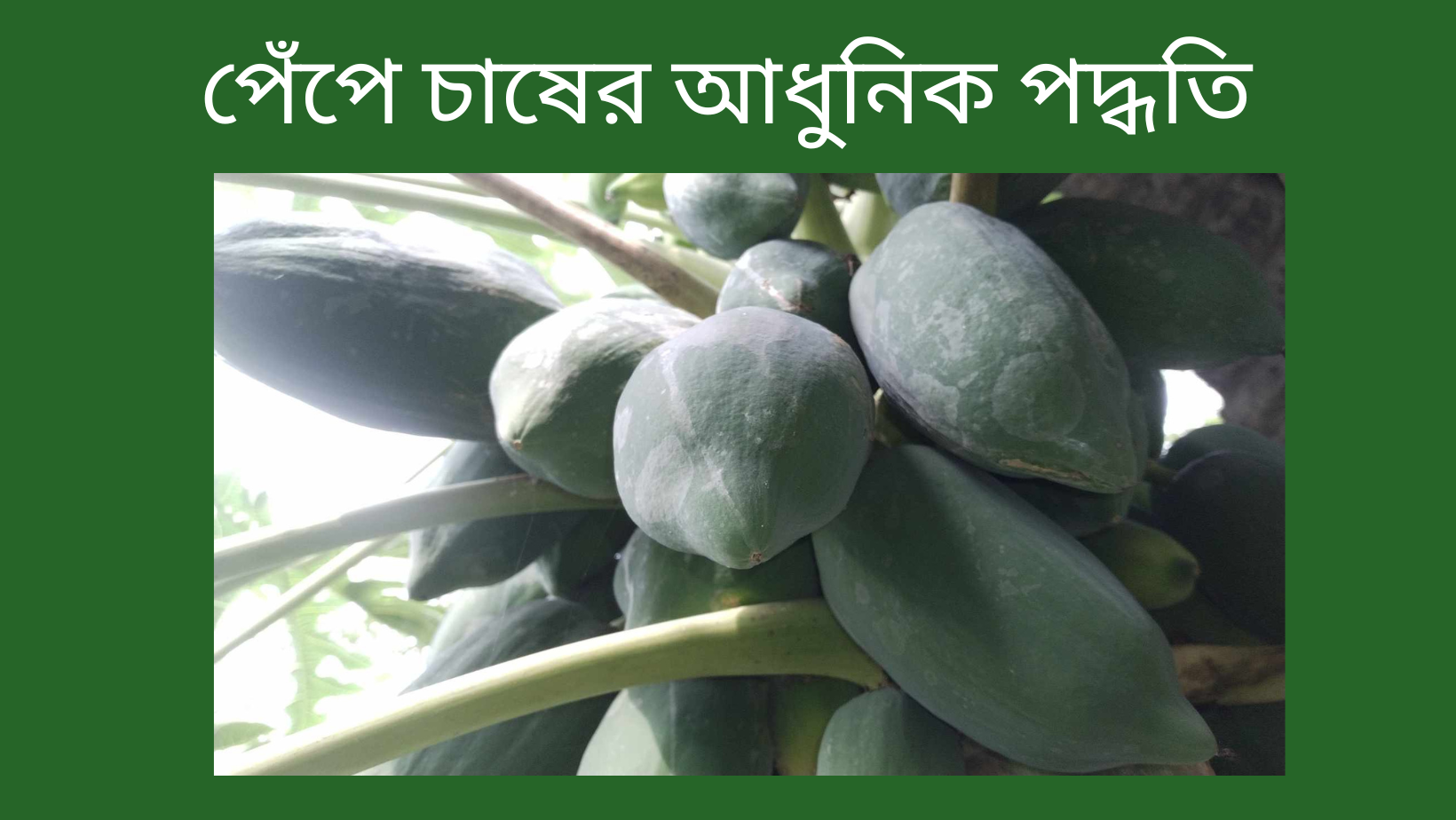 পেঁপে চাষের আধুনিক পদ্ধতি