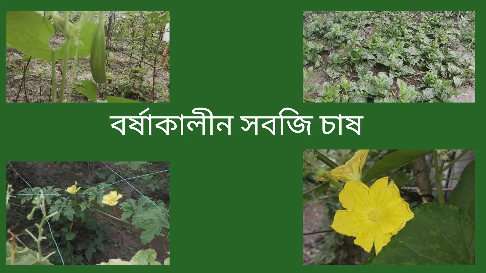 বর্ষাকালীন সবজি চাষ