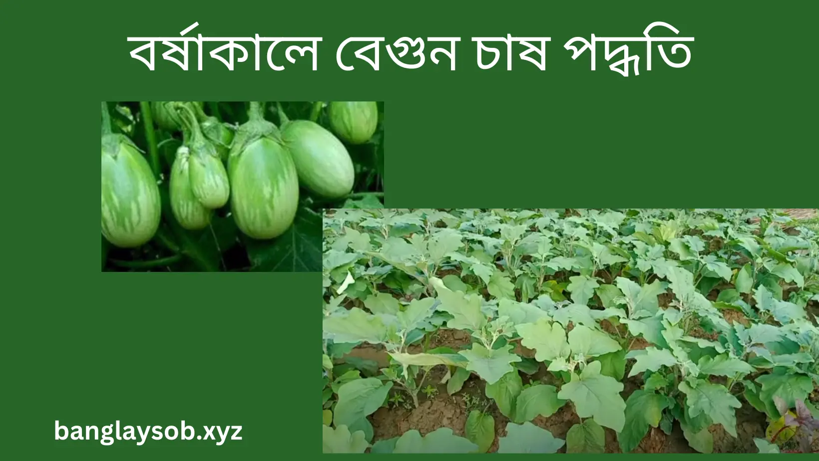 বর্ষাকালে বেগুন চাষ পদ্ধতি