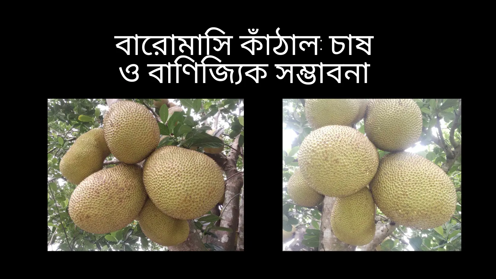 বারোমাসি কাঁঠাল