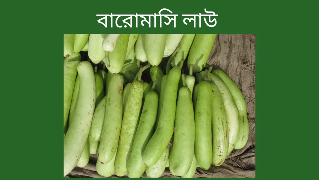 বারোমাসি লাউ চাষ