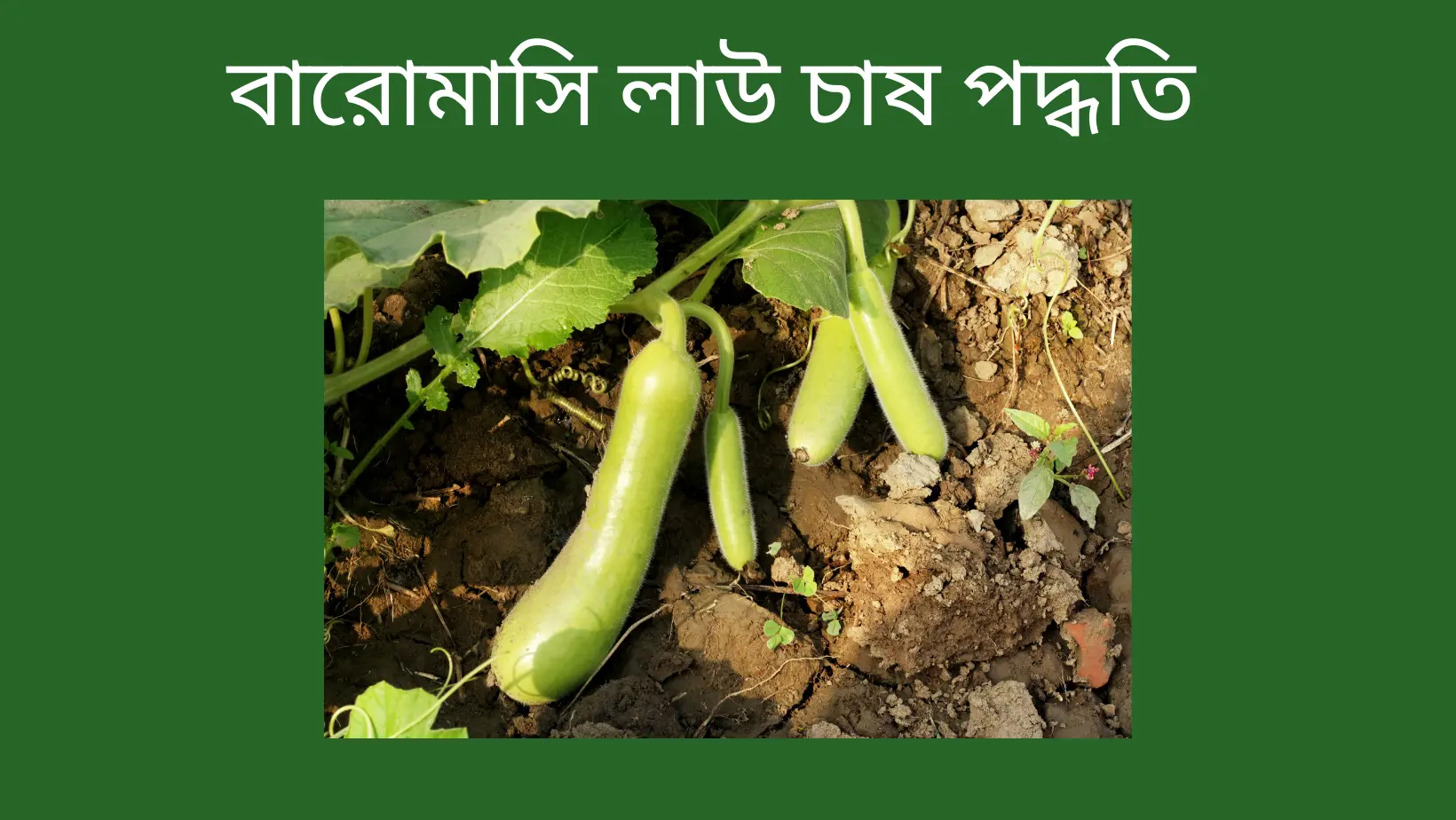 বারোমাসি লাউ চাষ পদ্ধতি