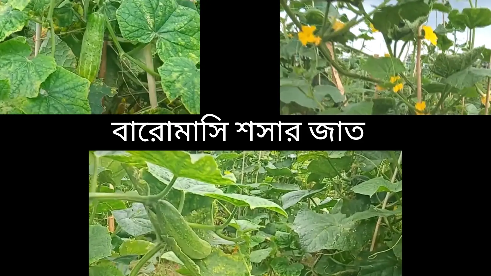 বারোমাসি শসার জাত - চাষ করার সবচেয়ে সহজ পদ্ধতি