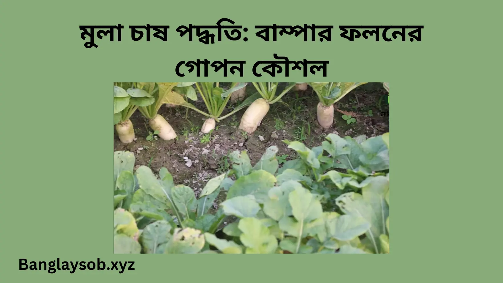 মুলা চাষ পদ্ধতি বাম্পার ফলনের গোপন কৌশল